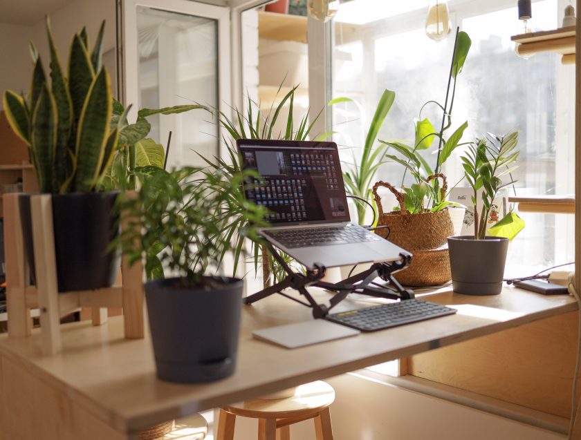 plantes vertes sur un bureau